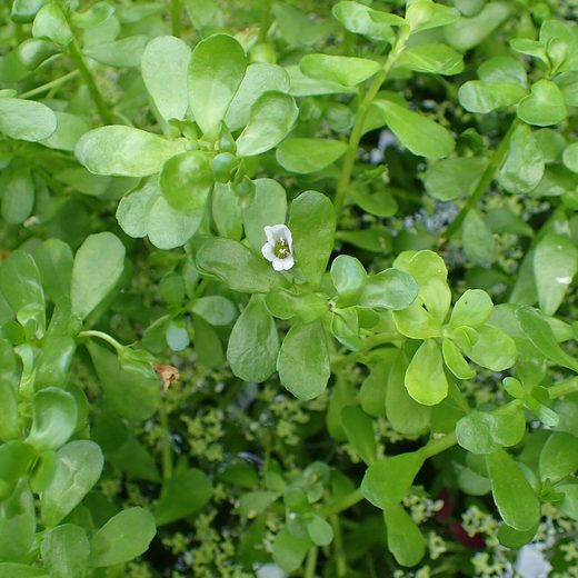 Fresh bacopa monnieri growing